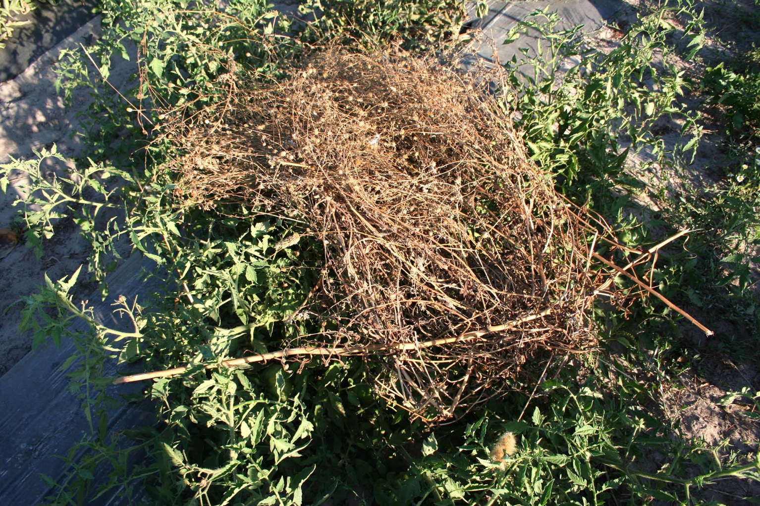 013 · Tomateras_rastrera_matías