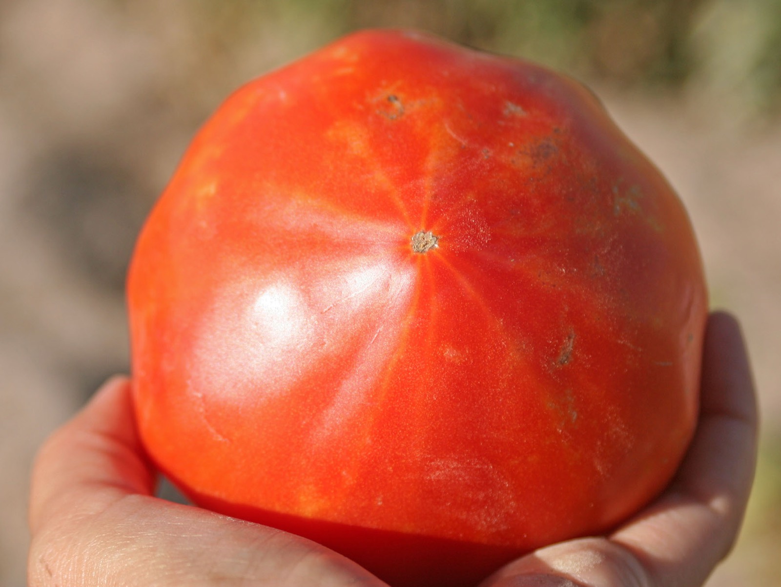025 · ER_Juan_Martin_2007_07_03_Tomates Corazón de Toro 47