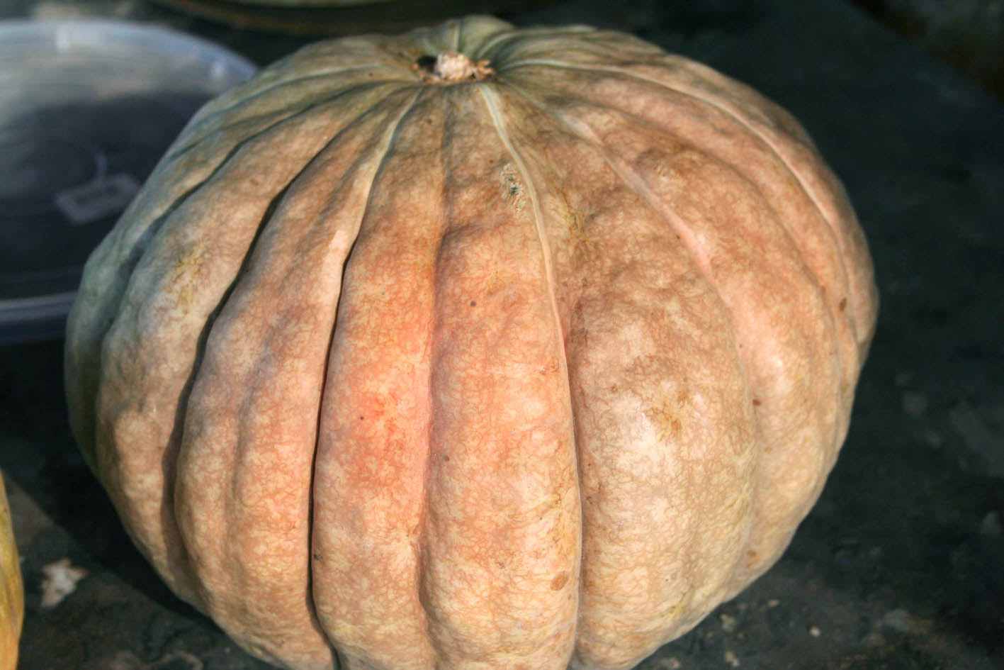 051 · ER_Francisco_Aragon_2007_08_14_calabaza roteña 001