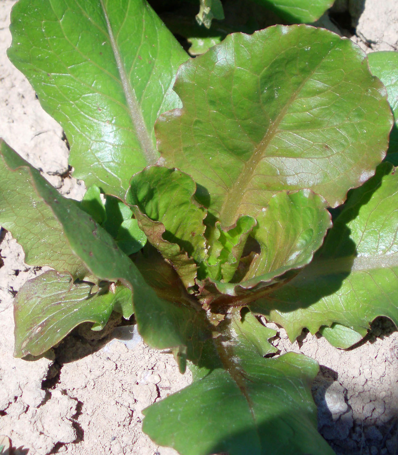 080 · HN_Venancio_Cano_2007_03_30_Detalle lechuga oreja mulo (1)