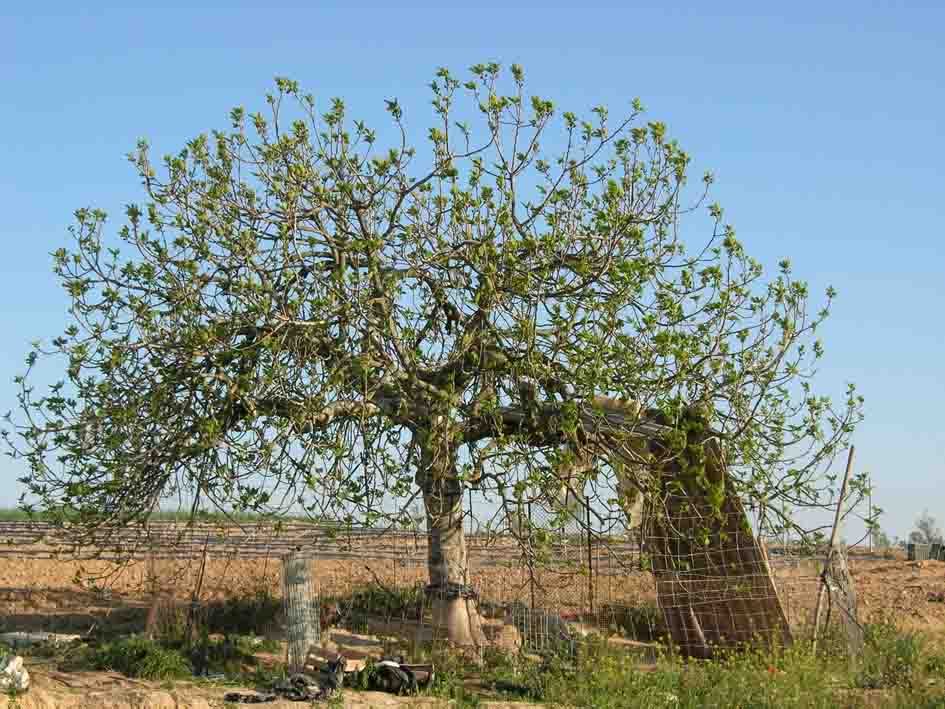 373 · AL_Antonio_Perez_2007_03_24_higuera blanca (1)