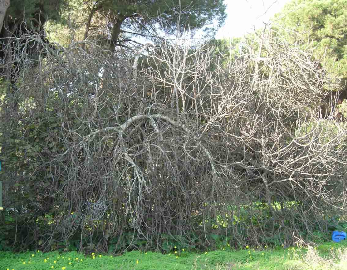 395 · HN_Juan_el_de_la_choza_2006_12_30_higueras (5)